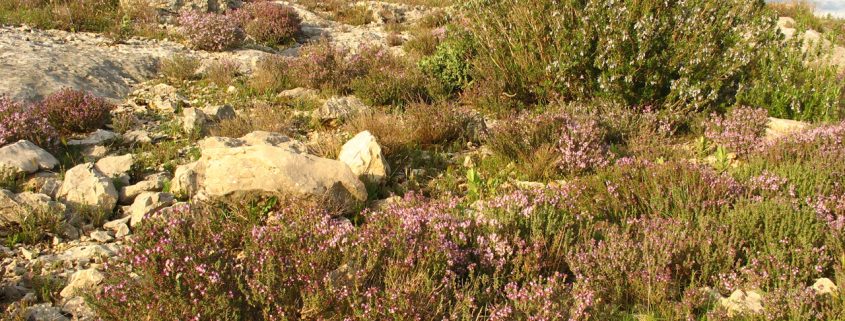 les herbes de provence